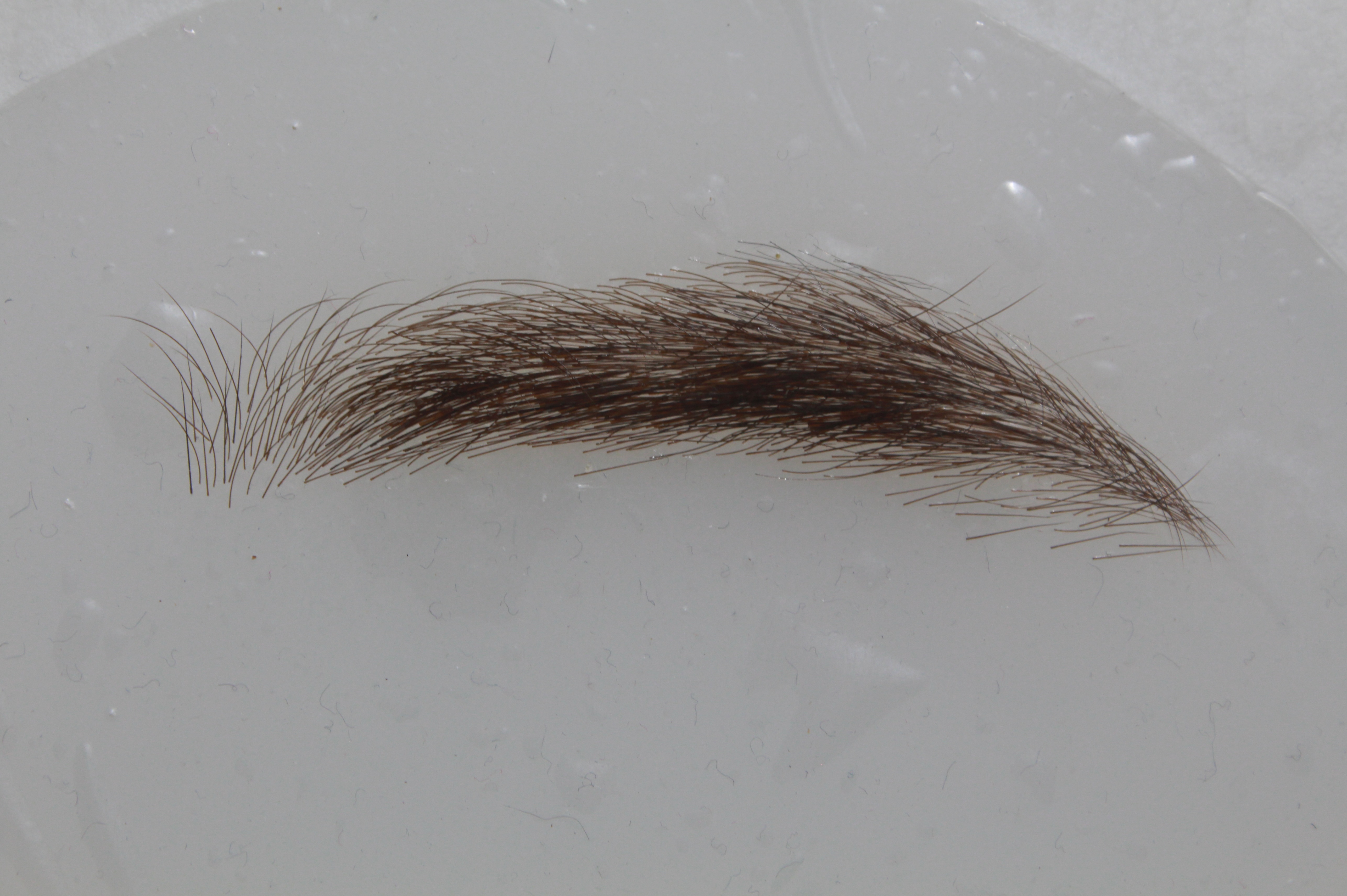 Eyebrow 2025